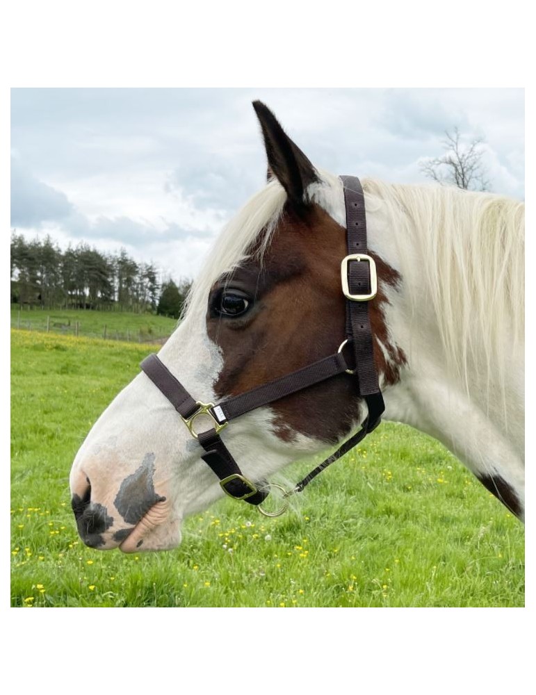 Licol en nylon RONZON