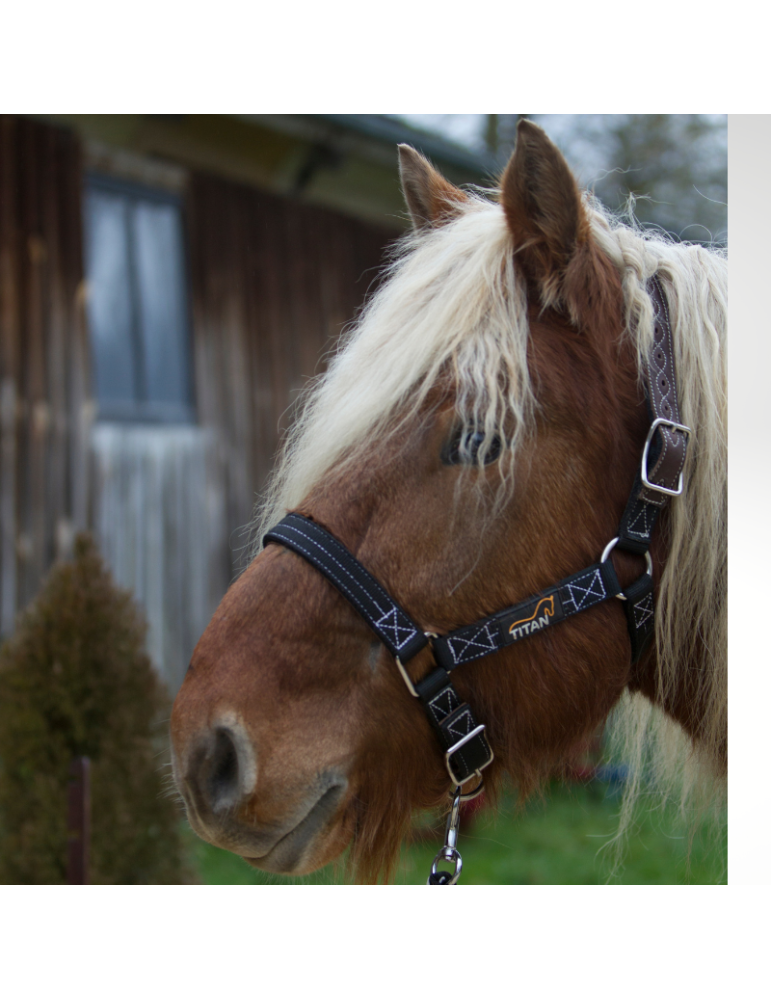 Licol cheval de trait TITAN