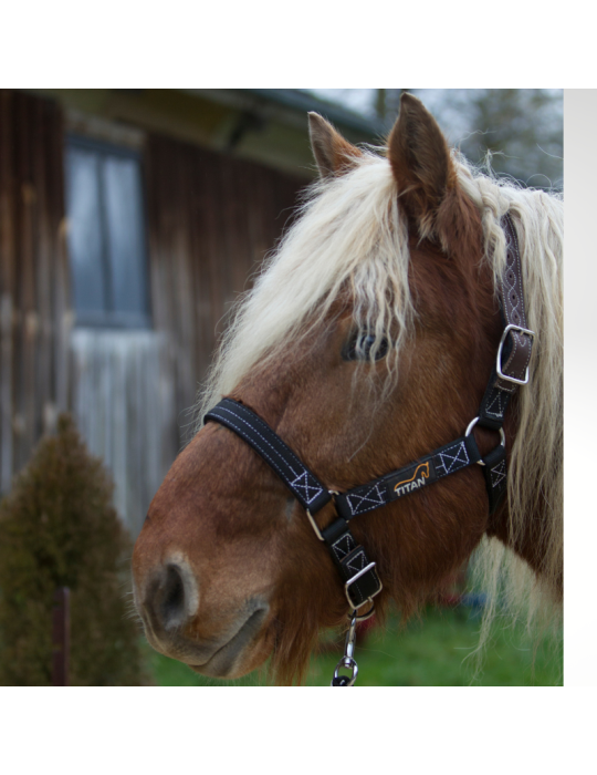 Licol cheval de trait TITAN