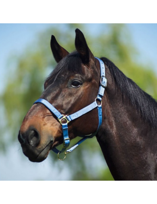 Licol nylon cuir shetland NORTON