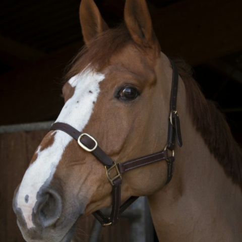 Licol poulain en cuir NORTON 2