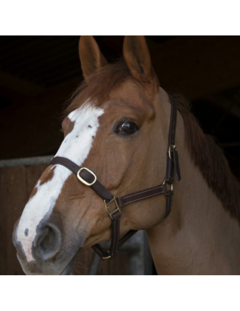 Licol poulain en cuir NORTON CLUB