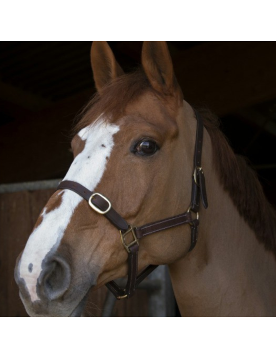 Licol poulain en cuir NORTON CLUB
