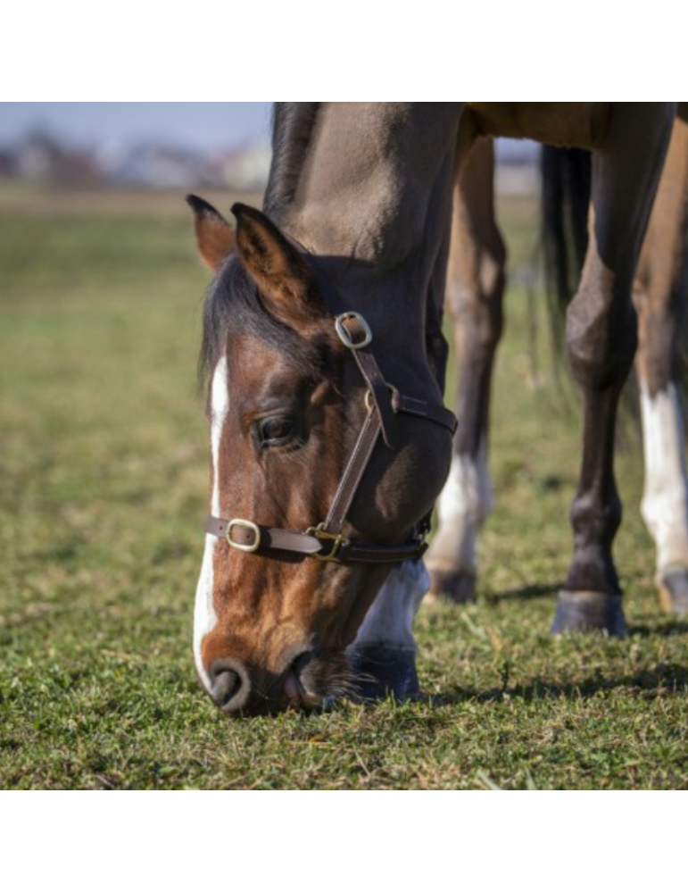 Licol poulain en cuir NORTON CLUB