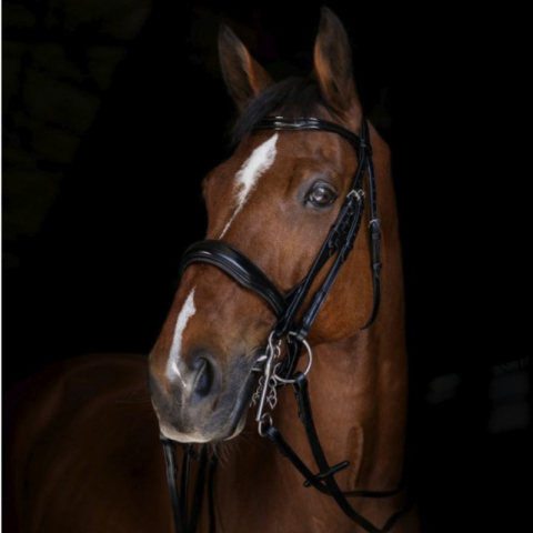 Rênes de bride - ERIC THOMAS