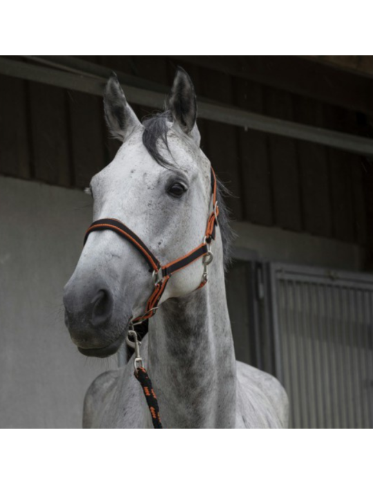 Licol + longe EQUITHÈME "Satiné"
