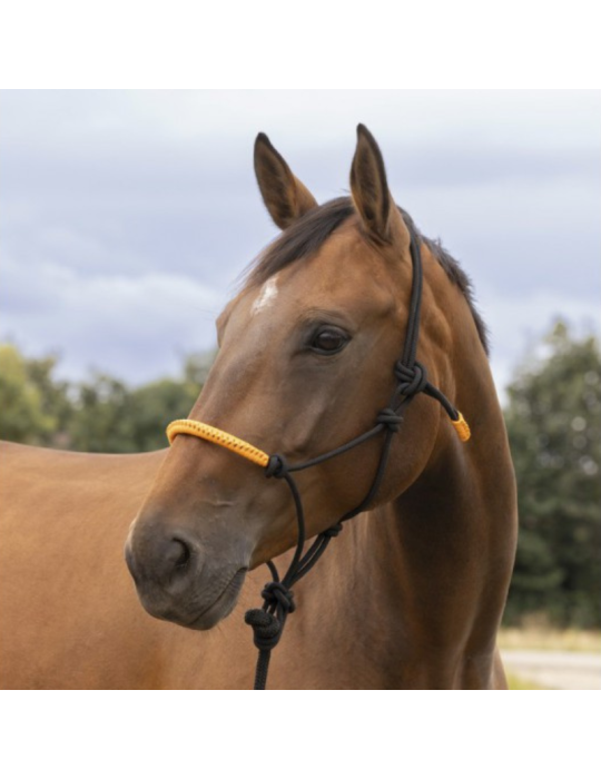 Licol éthologique+longe NORTON