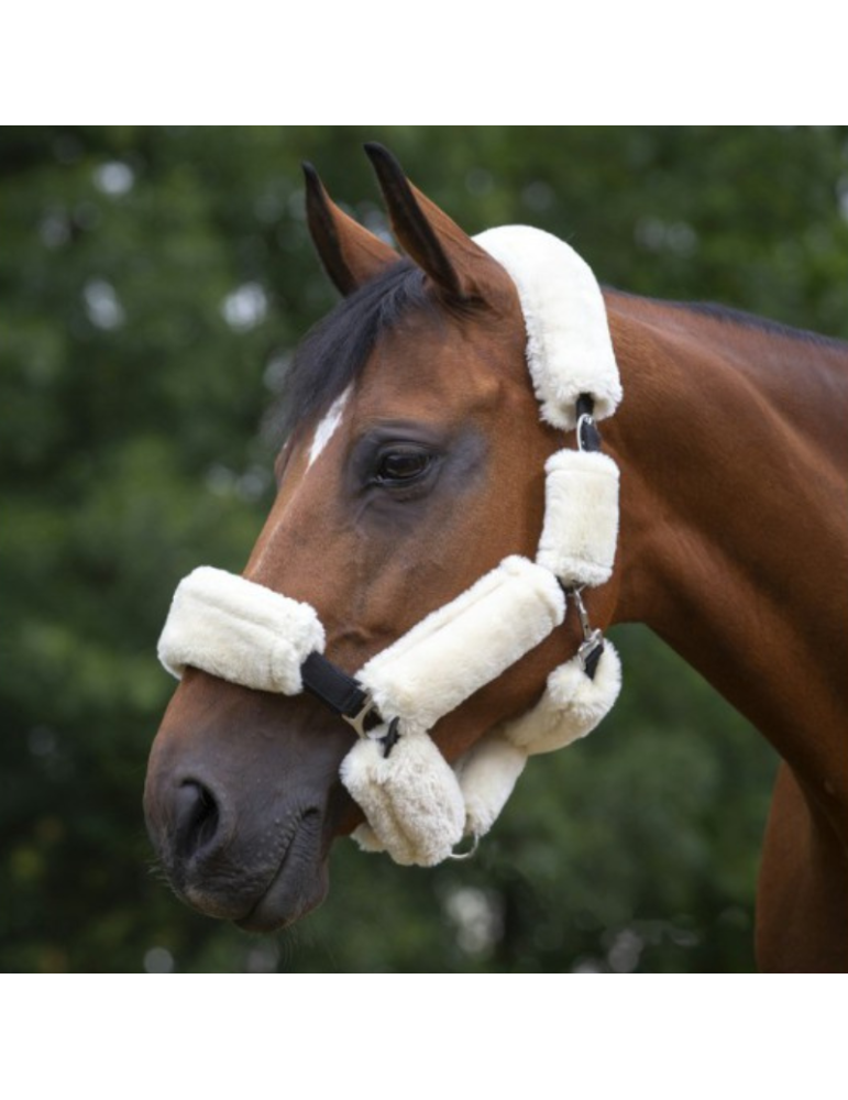 SET LICOL EQUITHÈME TEDDY