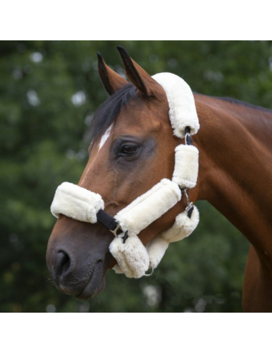 SET LICOL EQUITHÈME TEDDY