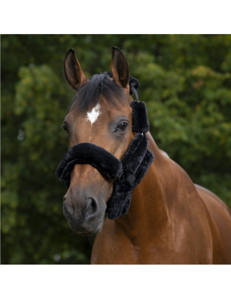 SET LICOL EQUITHÈME TEDDY