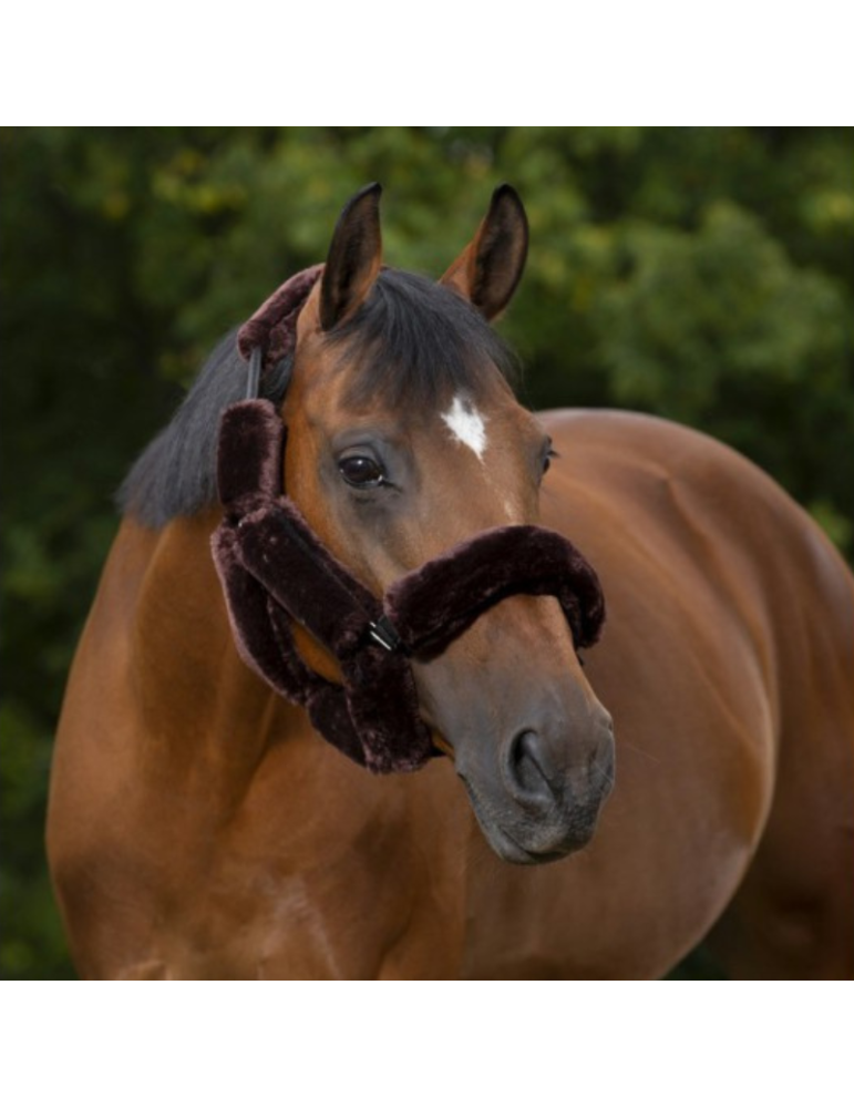 SET LICOL EQUITHÈME TEDDY