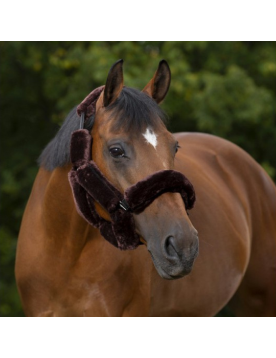 SET LICOL EQUITHÈME TEDDY