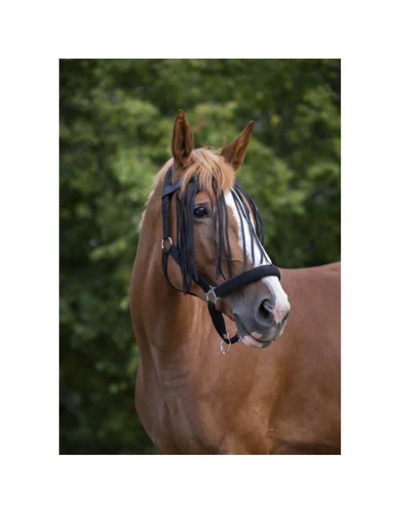 Frontal chasse-mouches - NORTON