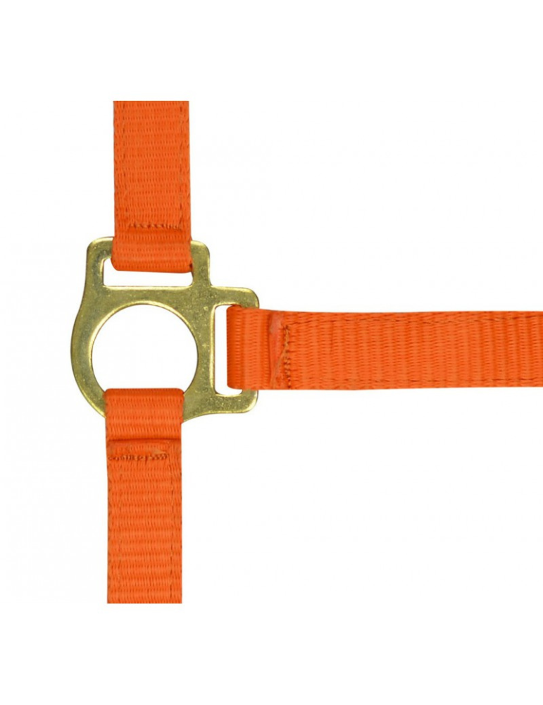 Licol nylon poulain NORTON