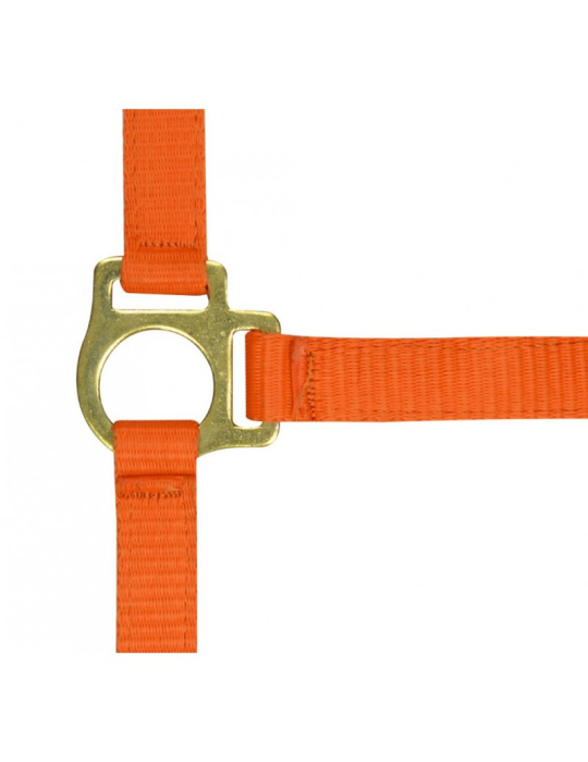 Licol poulain + longe - NORTON