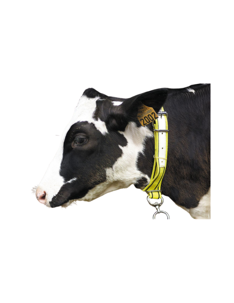 Collier veau en nylon KAMER