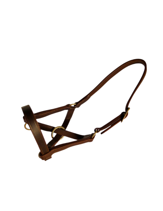 Licol en cuir spécial lama