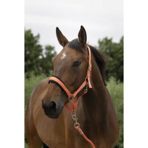 Licol et longe - NORTON