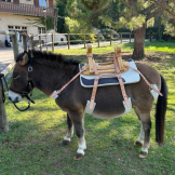 Bât à croisillon complet