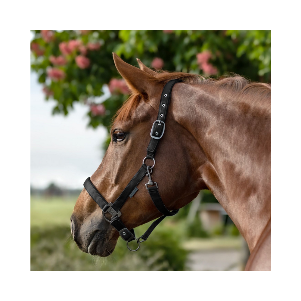 Licol Gloomy - WALDHAUSEN