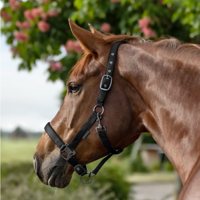 Licol Gloomy - WALDHAUSEN